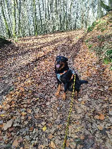 Chien Perdu 36 Indre Chien Perdu 36 Indre