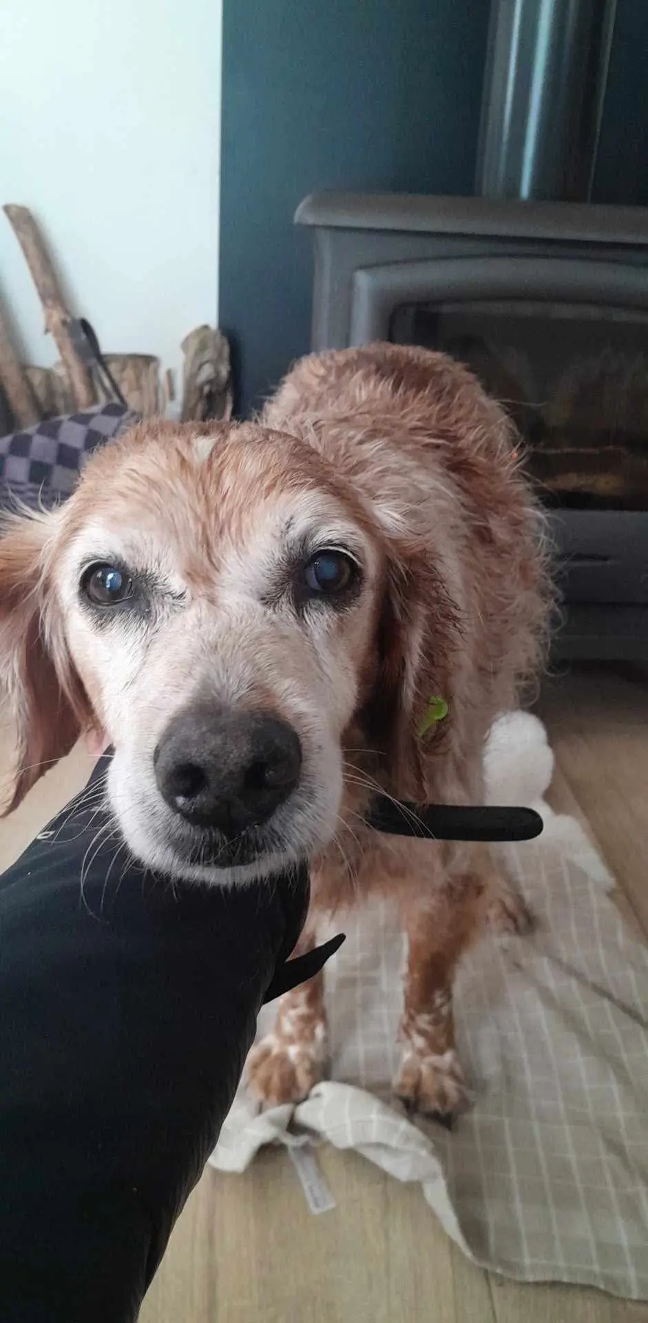 Chien Perdu 36 Indre Chien Perdu 36 Indre