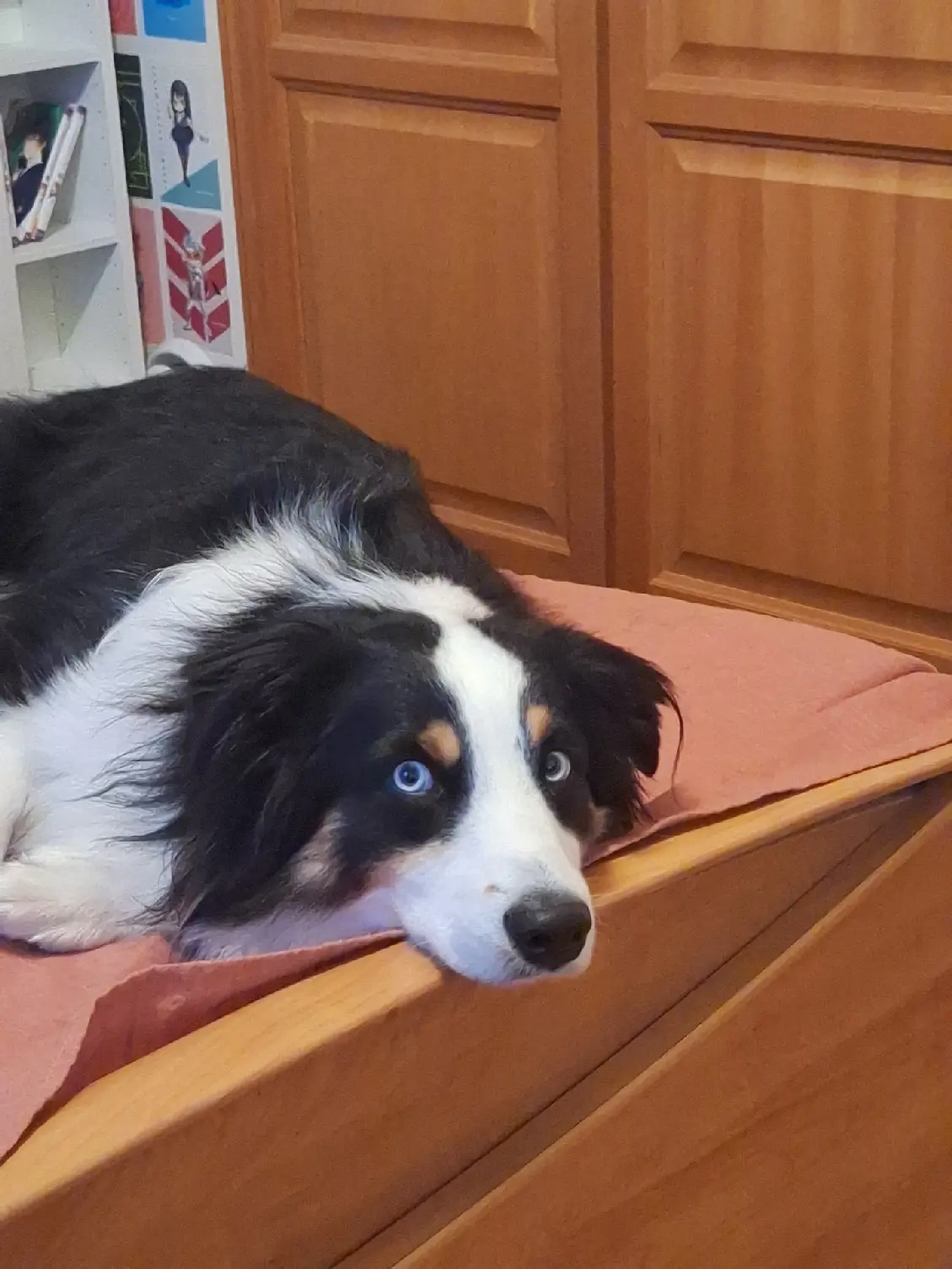 Chien Perdu 36 Indre Chien Perdu 36 Indre