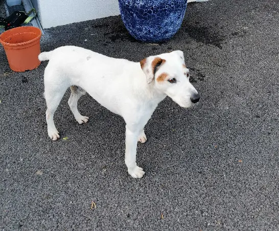 Chien Perdu 36 Indre Chien Perdu 36 Indre