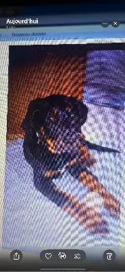 Chien Perdu 36 Indre Chien Perdu 36 Indre