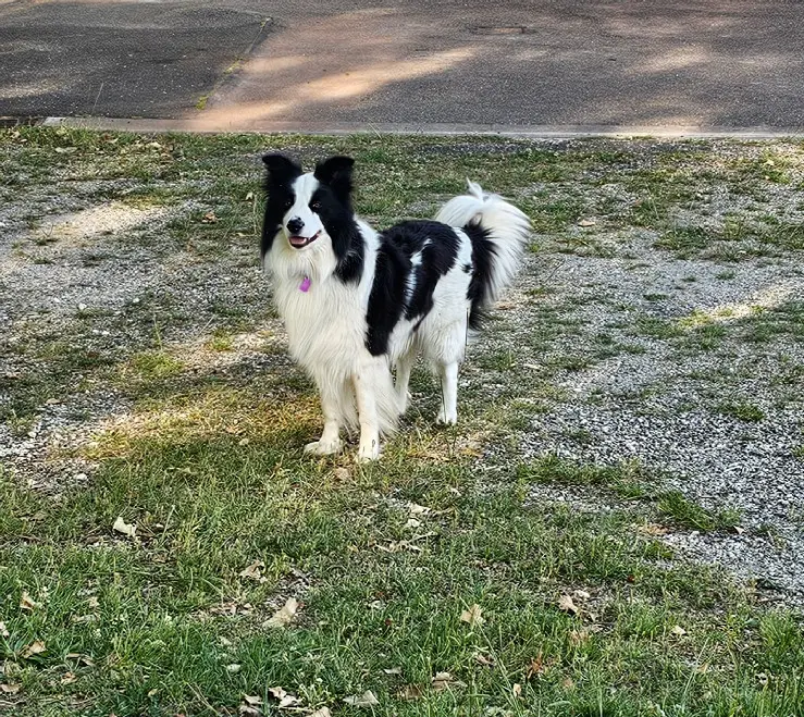 Chien Perdu 36 Indre Chien Perdu 36 Indre