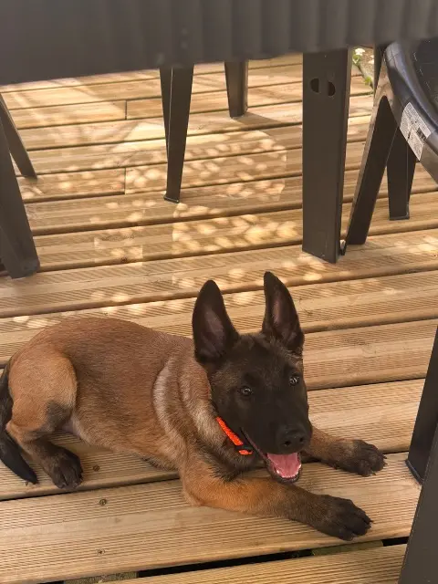 chien lost   37500 Chinon Akira