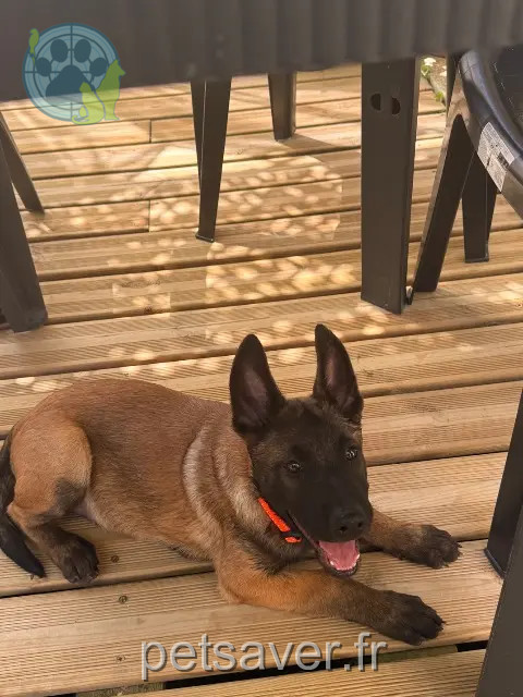 dog lost 37500 Chinon Akira dog lost 37500 Chinon Akira