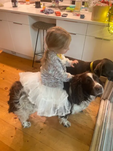 chien lost   37210 Rochecorbon Ascott
