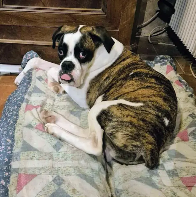 chien lost   37240 Esves-le-Moutier Attila