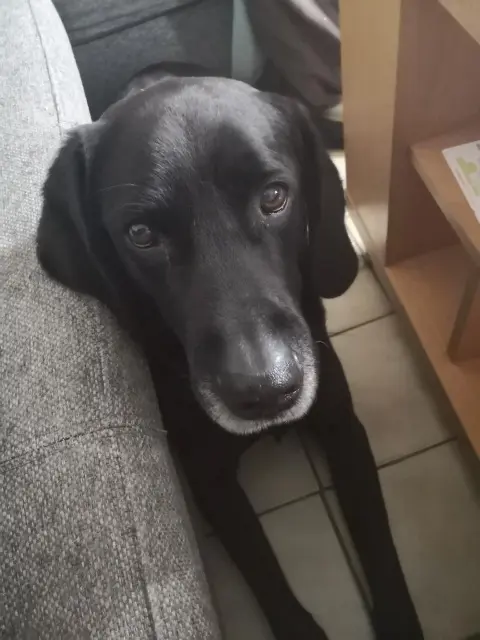 chien lost   37510 Saint-Genouph Furygane