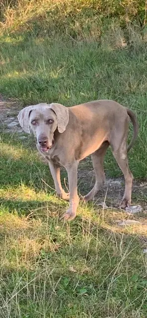 chien lost   37120 Faye-la-Vineuse Gin