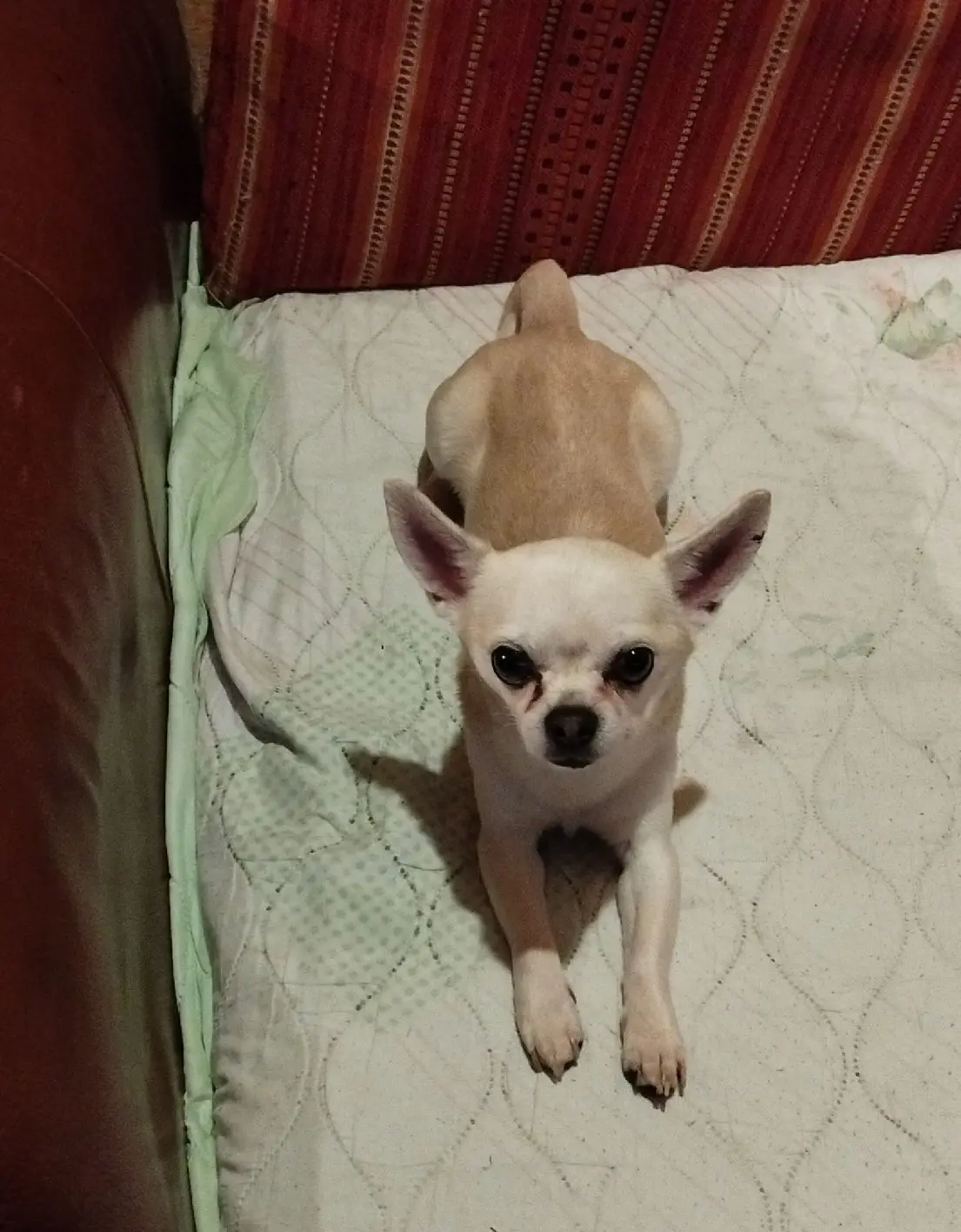 Chien Perdu 37 Indre-et-Loire - Gogo Chien Perdu 37 Indre-et-Loire - Gogo