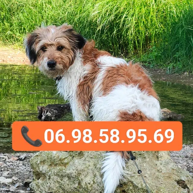 chien lost   37400 Lussault-sur-Loire Grognon