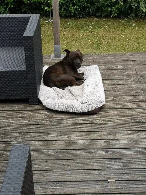 chien lost   37250 Sorigny Néko