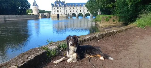 chien lost   37150 Civray-de-Touraine Spi