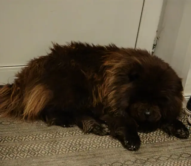 chien lost   37140 Restigné Taiko