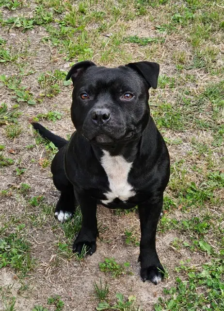 chien lost   37190 Druye Urus