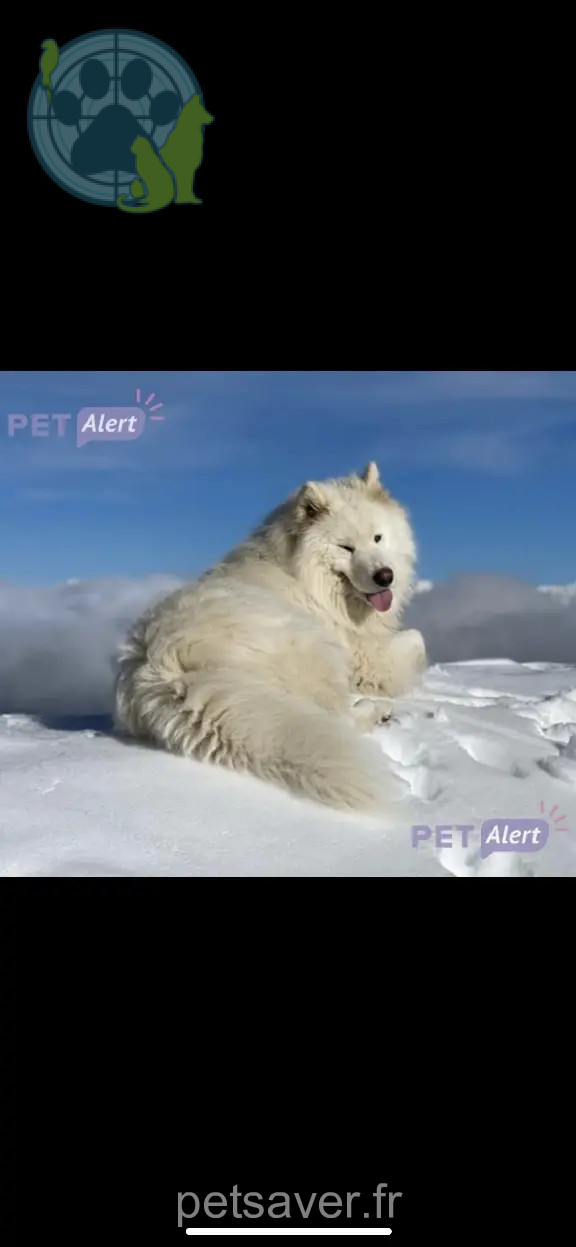Chien Perdu 38 Isère - Aito Chien Perdu 38 Isère - Aito