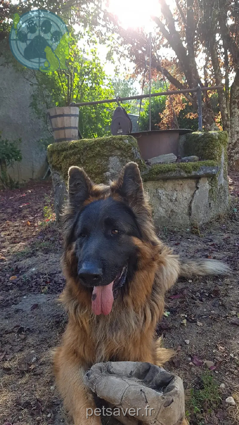 Chien Perdu 38 Isère Arandon-Passins - Nox Chien Perdu 38 Isère Arandon-Passins - Nox