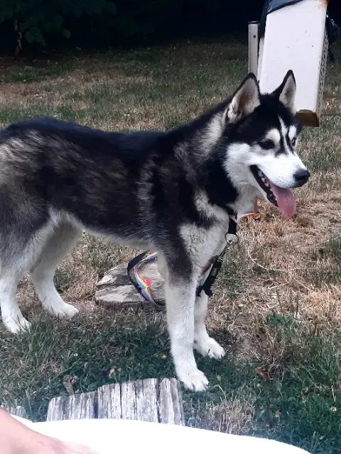 chien lost   38430 Moirans Asko