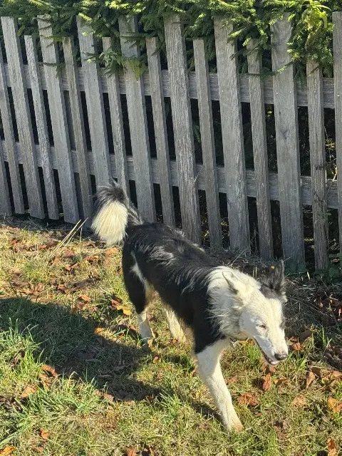 chien lost    Autrans-Méaudre en Vercors Inconnu