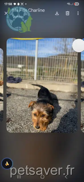 chien lost   38270 Primarette Badoume