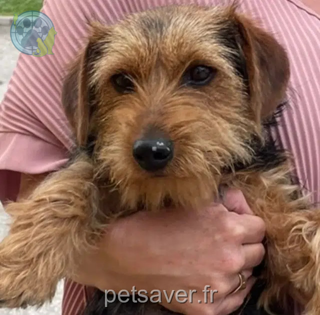 chien lost   38270 Primarette Badoume