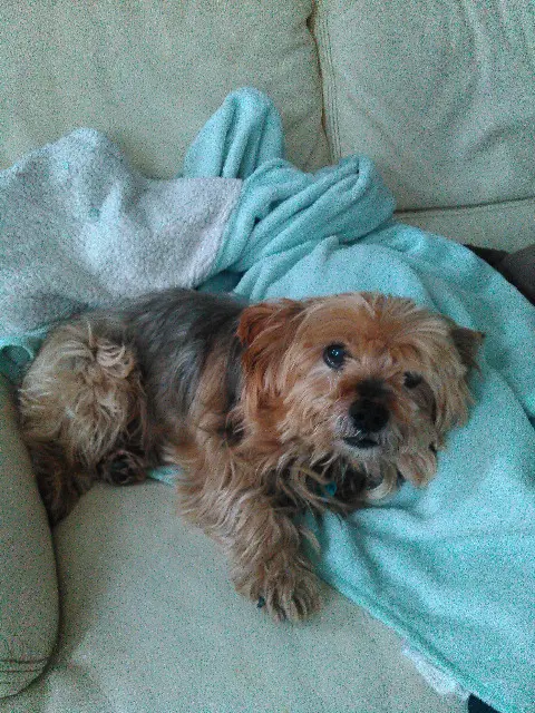 chien lost   38240 Meylan Choko