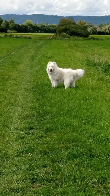chien lost   38830 Crêts-en-Belledonne Vayne