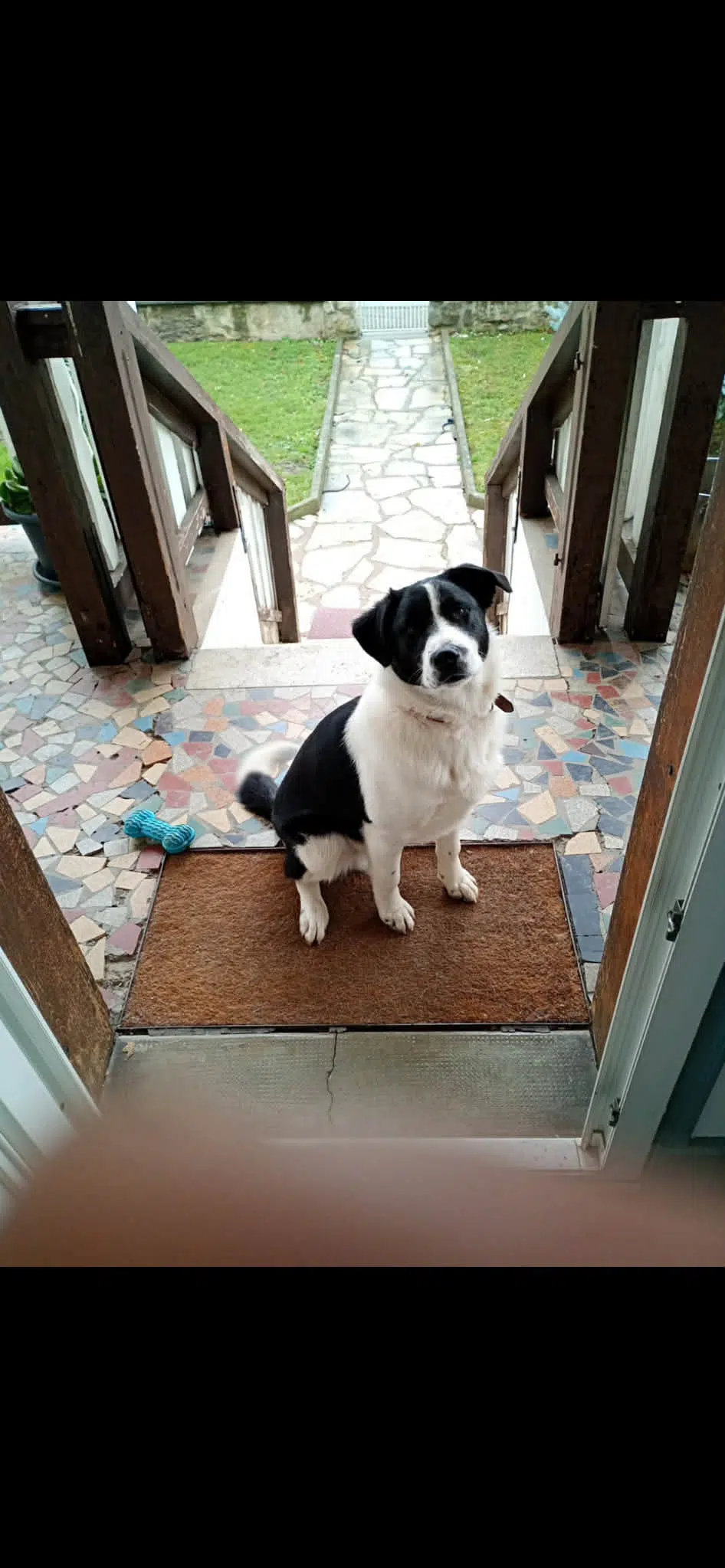 chien lost   38530 Pontcharra Filou