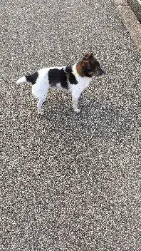 Chien Perdu 38 Isère - Friky Chien Perdu 38 Isère - Friky