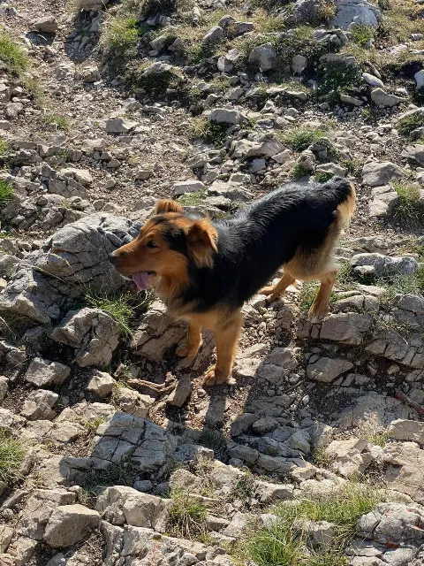 dog lost Grenoble Bredda dog lost Grenoble Bredda