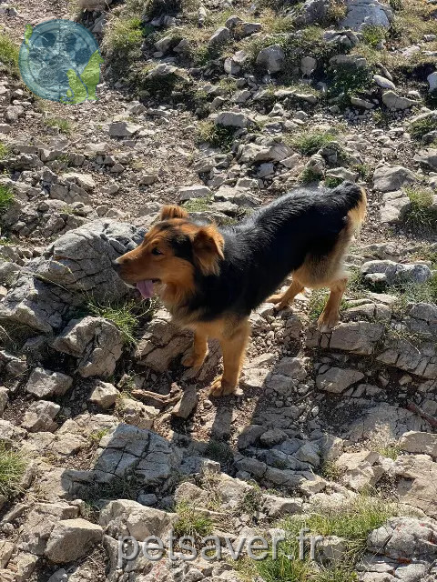chien perdu Grenoble Bredda chien lost Grenoble Bredda