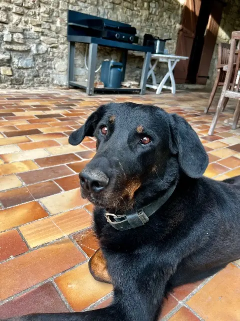 dog lost    Grenoble Jasper