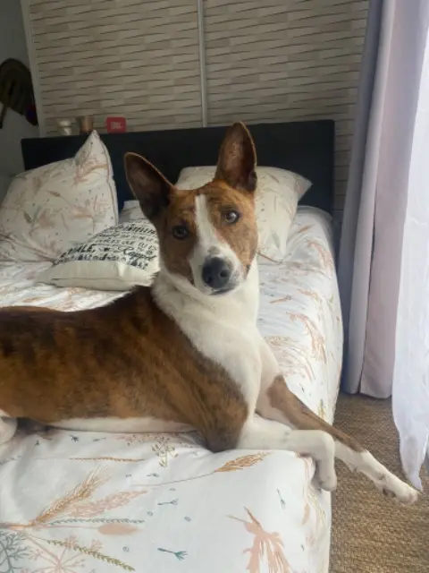 chien lost    Grenoble KODA