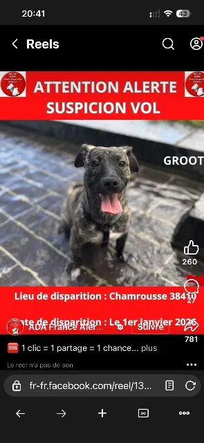 chien lost   38410 Chamrousse Groot