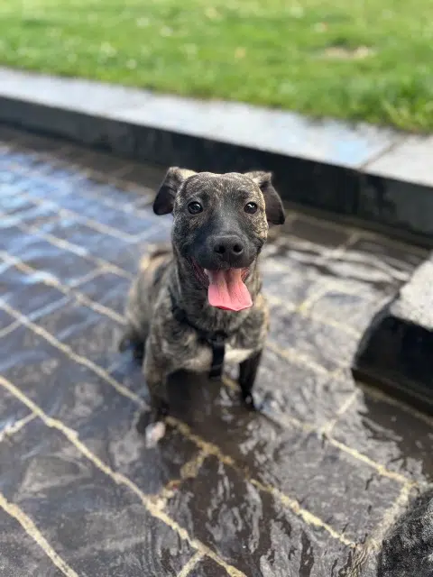 chien lost   38410 Chamrousse Groot