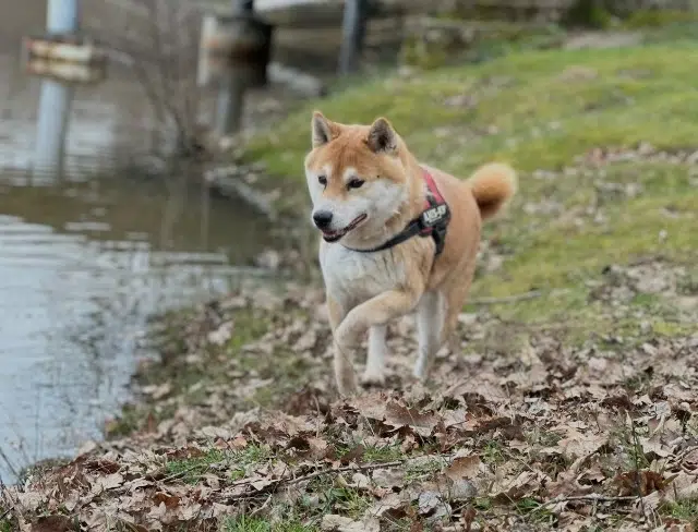 chien lost   38260 Bossieu Hako