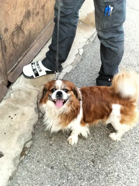 chien lost   38780 Pont-Évêque Iron