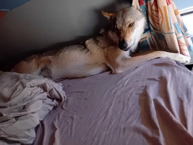 chien lost   38270 Pact Izär