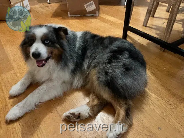 chien lost   38240 Meylan Jessy