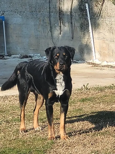 chien lost   38550 Le Péage-de-Roussillon Joe