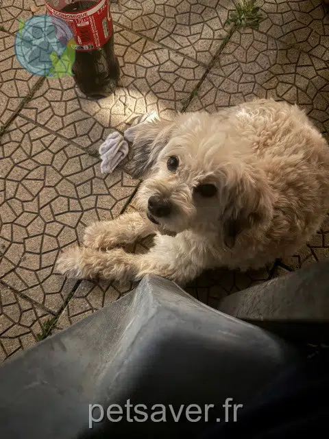 chien lost   38130 Échirolles Johny