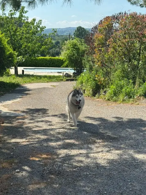 chien lost   38300 Saint-Savin Loki
