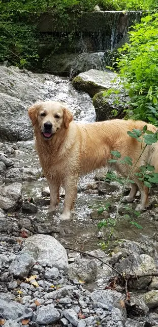 chien lost   38330 Biviers Mooc