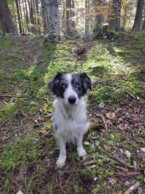 chien lost   38650 Gresse-en-Vercors Nube