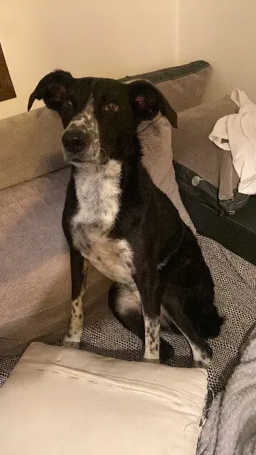 chien lost   38320 Eybens Oasis