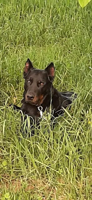 chien lost   38440 Moidieu-Détourbe Oscar
