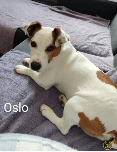 chien lost   38580 Le Haut-Bréda Oslo