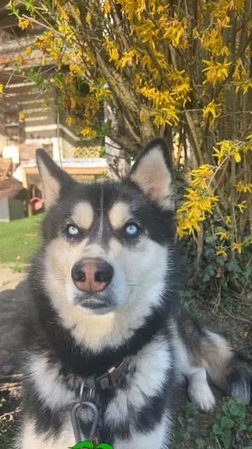 chien lost   38410 Vaulnaveys-le-Haut Paco