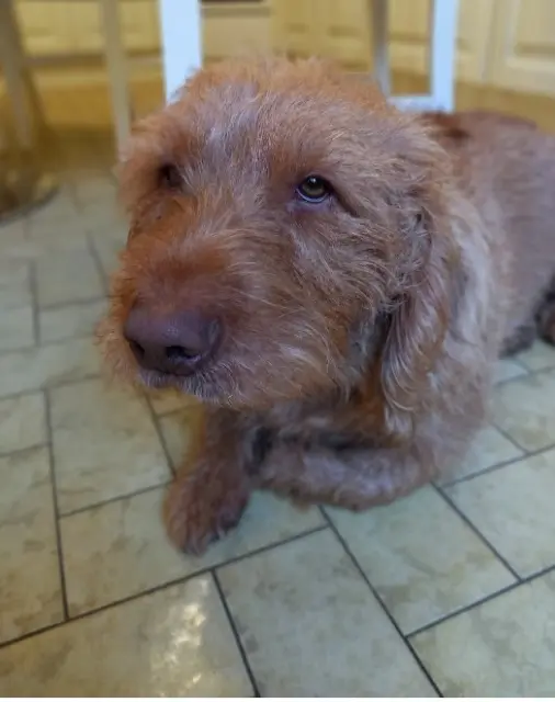 chien lost   38210 Saint-Quentin-sur-Isère Paco