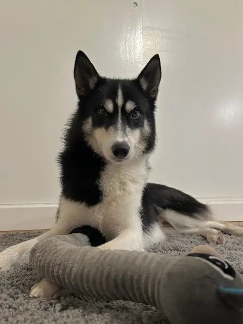 chien lost   38970 Corps Pago