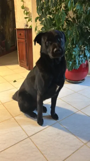 chien lost   38110 Montagnieu Petit loup